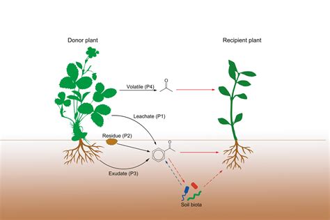 poe allelopathy|allelopathic effect.